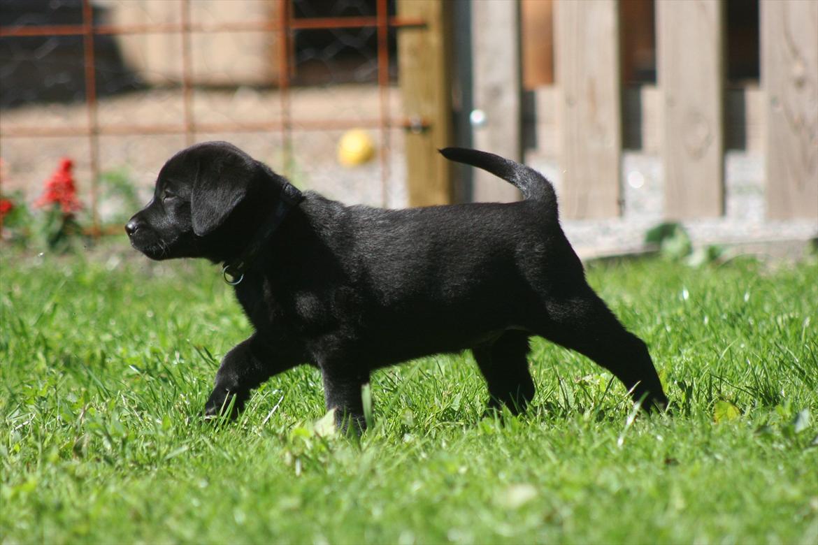 Labrador retriever Kato - Juni 2011 billede 1