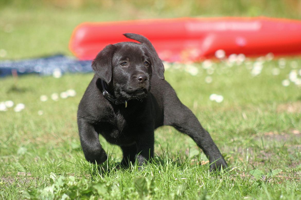 Labrador retriever Kato - Juni 2011 billede 2