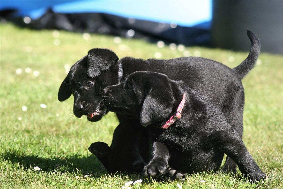 Labrador retriever Kato - Juni 2011 billede 3