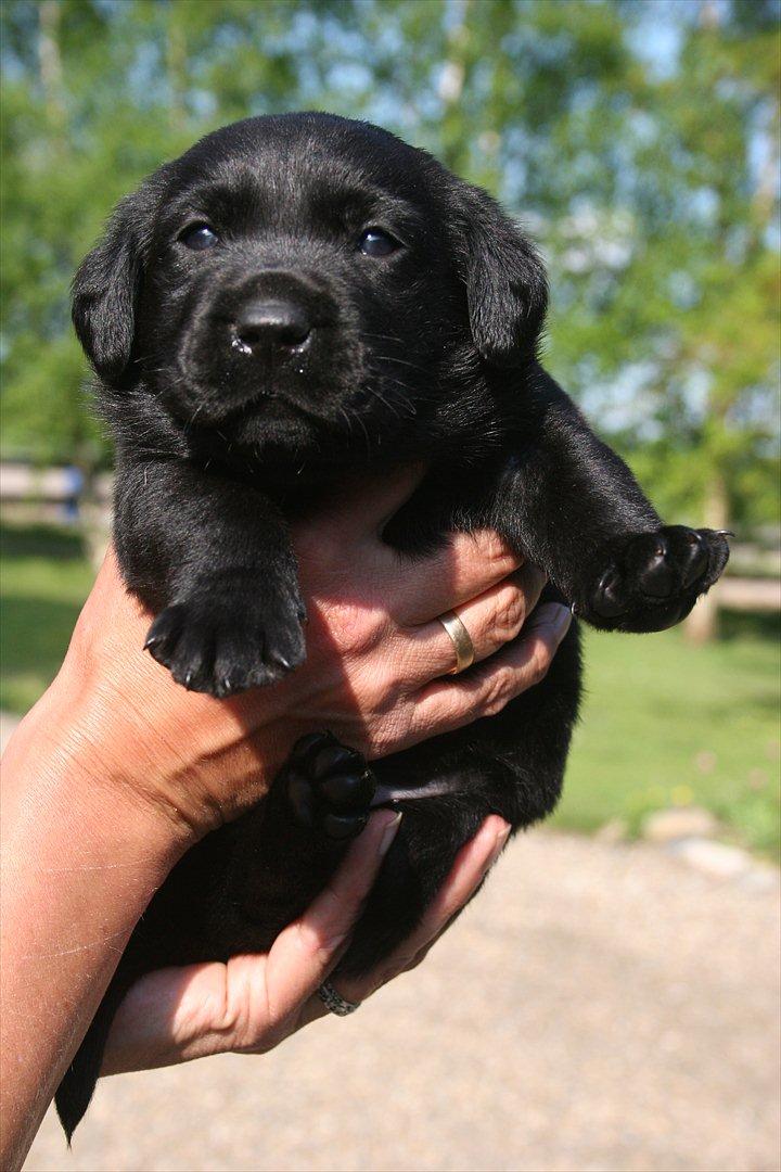 Labrador retriever Kato - Kato 5-6 uger billede 4