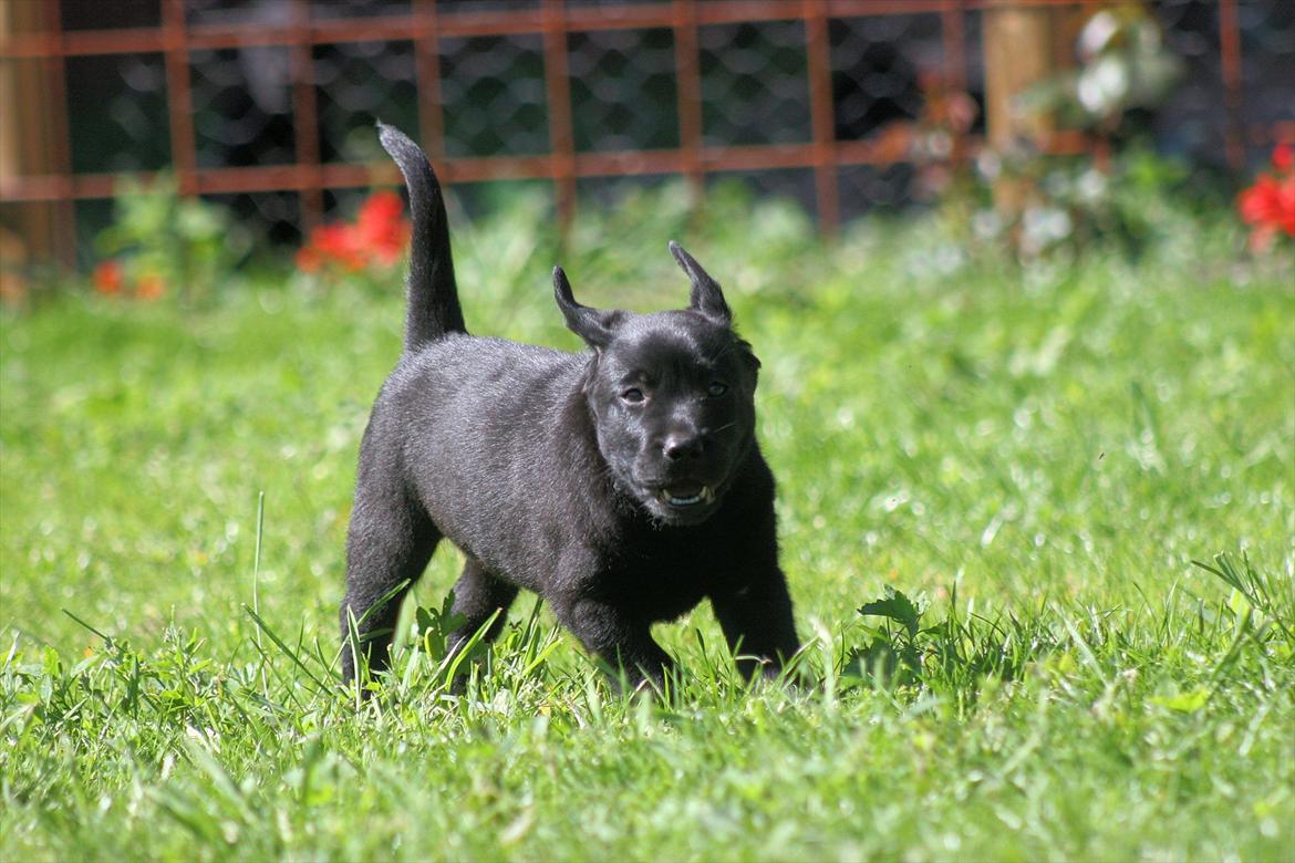Labrador retriever Kato billede 5