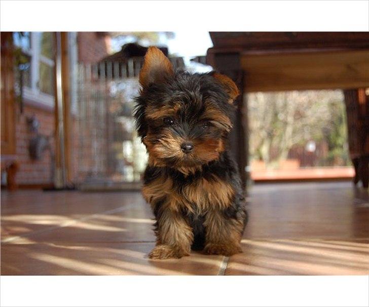 Yorkshire terrier Eddie - Eddie 3 måneder billede 1