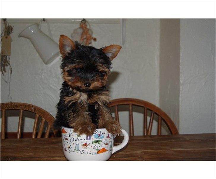 Yorkshire terrier Eddie billede 2