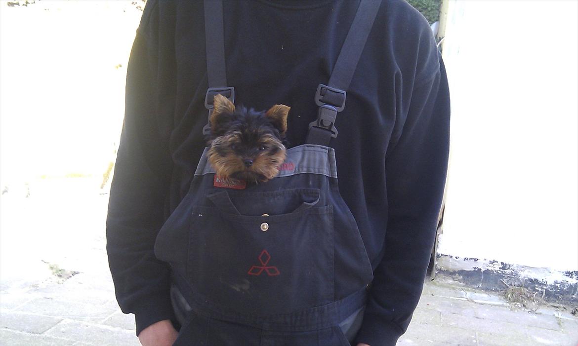 Yorkshire terrier Eddie - Eddie 4 måneder billede 3