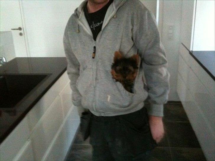 Yorkshire terrier Eddie - Eddie 4 måneder billede 5