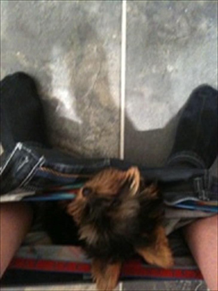 Yorkshire terrier Eddie billede 6