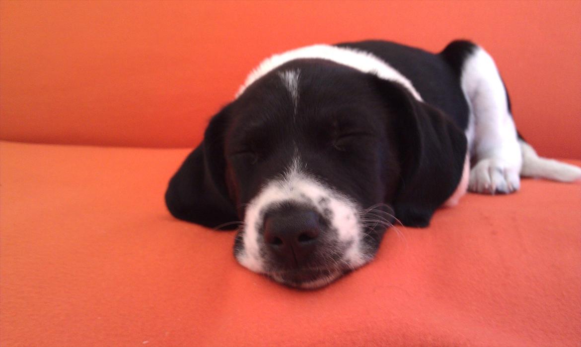 Blanding af racer enya billede 1