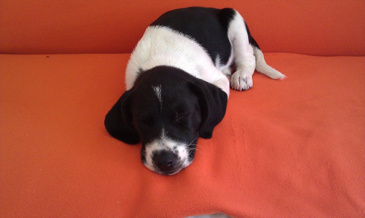 Blanding af racer enya billede 2