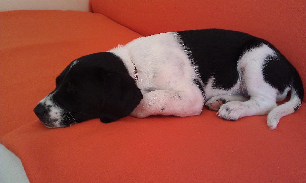 Blanding af racer enya billede 3