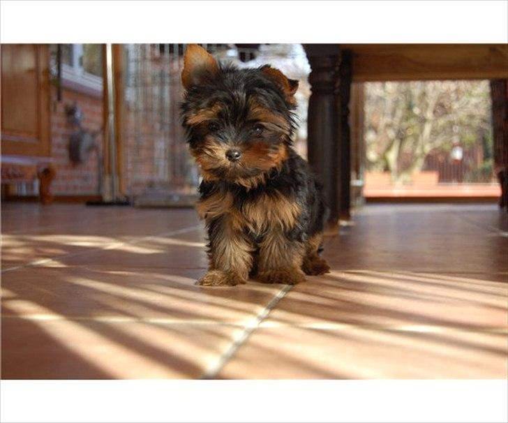 Yorkshire terrier Eddie - Eddie 3 måneder billede 7