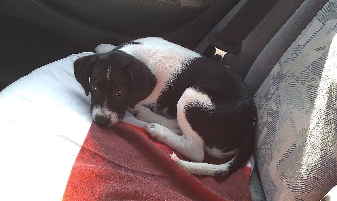 Blanding af racer enya billede 6