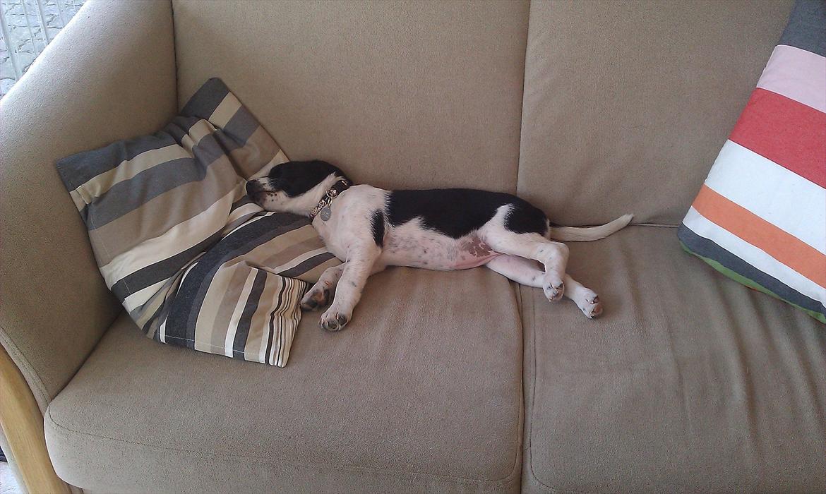 Blanding af racer enya billede 7