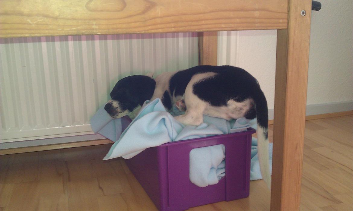 Blanding af racer enya billede 8