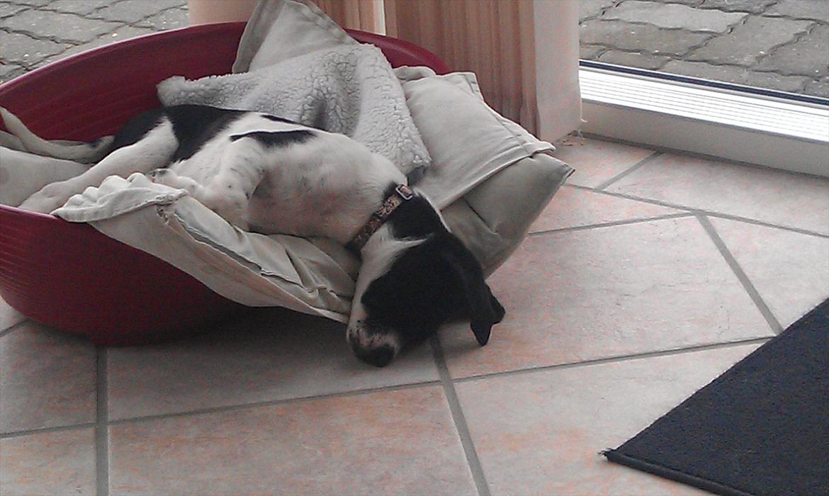 Blanding af racer enya billede 9