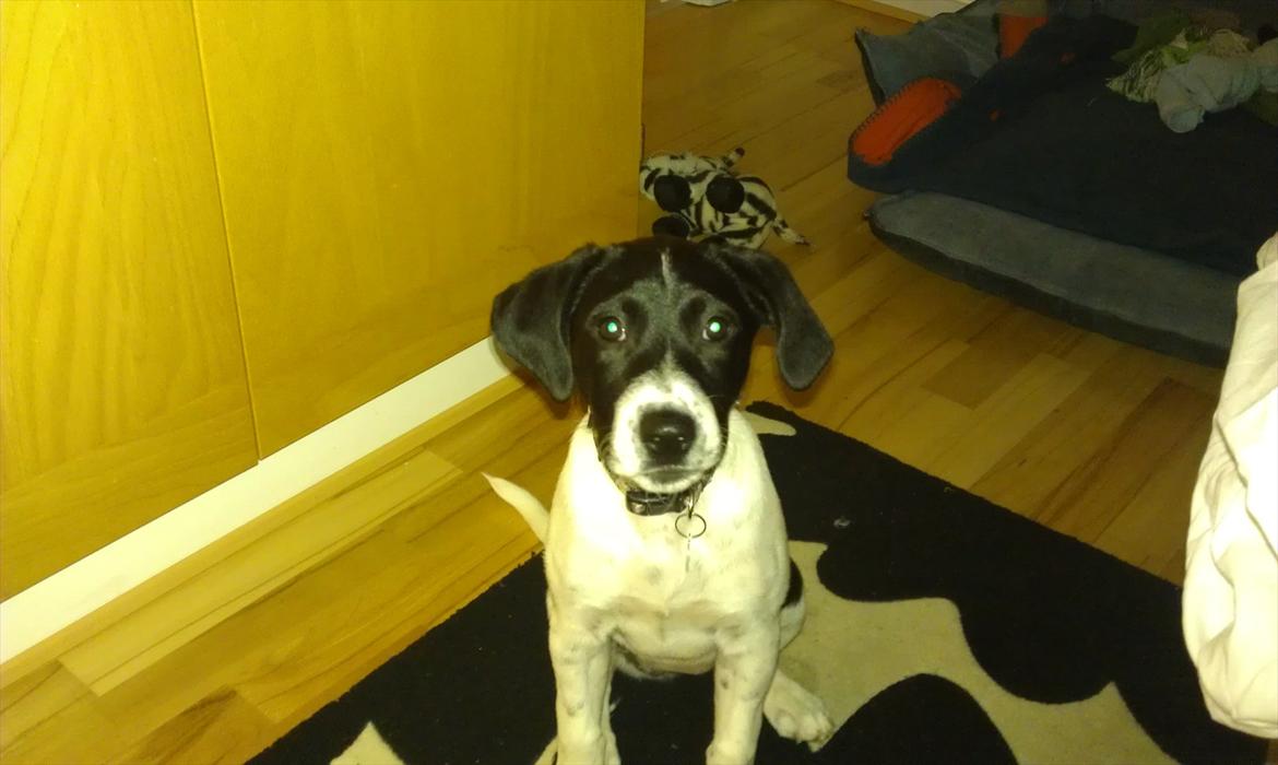 Blanding af racer enya billede 10