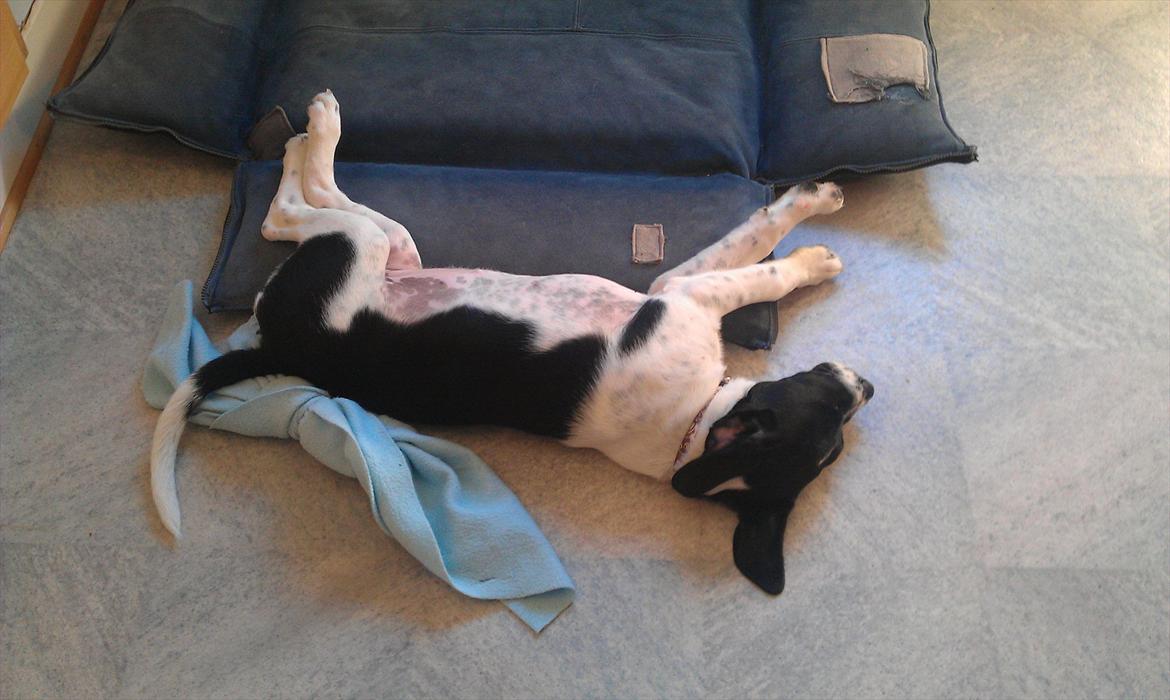 Blanding af racer enya billede 11