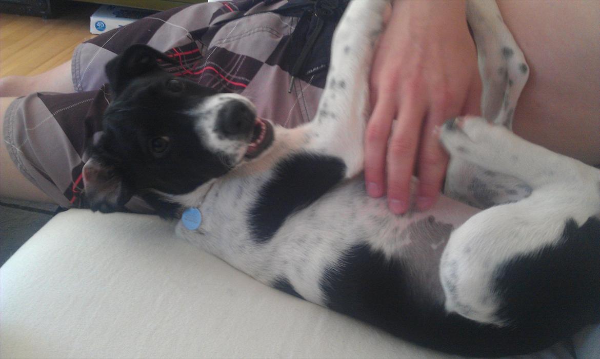 Blanding af racer enya billede 12