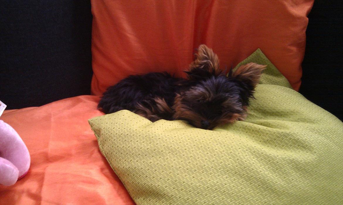 Yorkshire terrier Eddie - Eddie 5 måneder billede 8