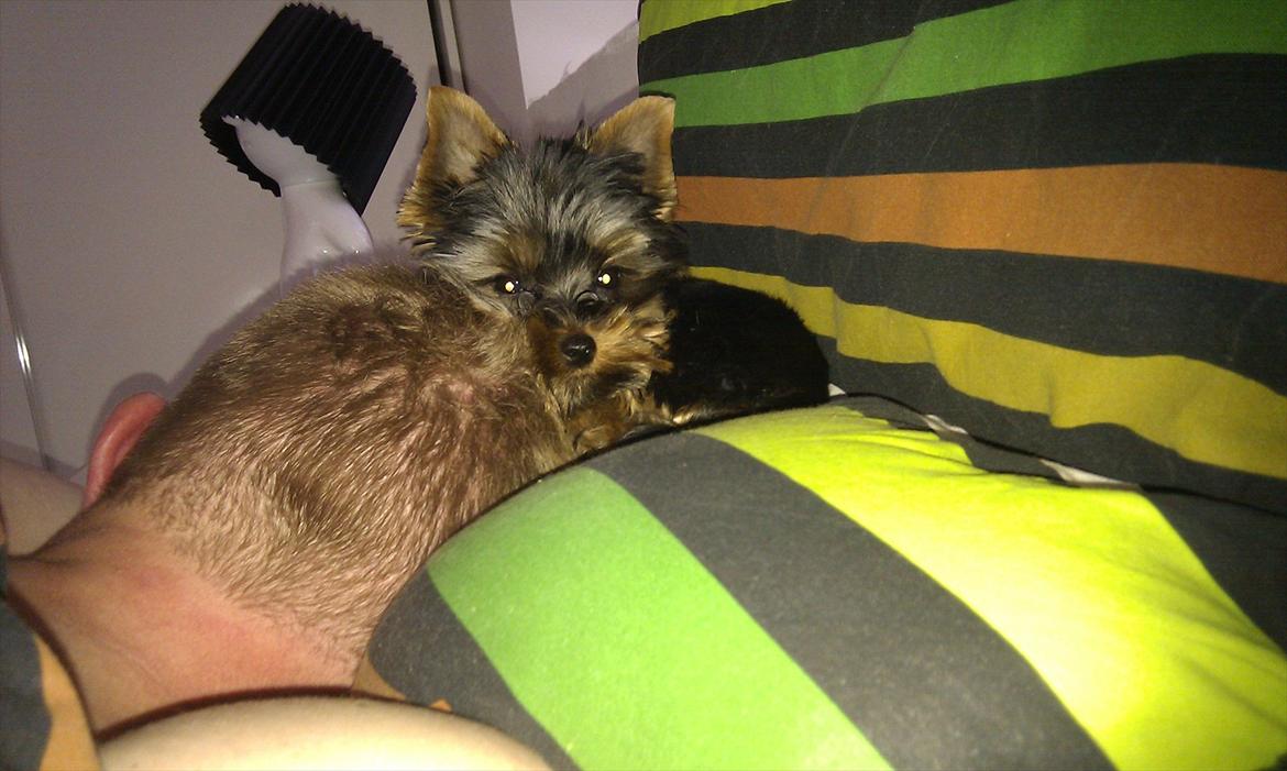 Yorkshire terrier Eddie - Eddie 6 måneder billede 9