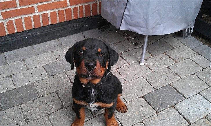 Rottweiler Barney billede 7