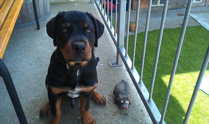 Rottweiler Barney - Barney og hans bedste legetøj, øf.  billede 8