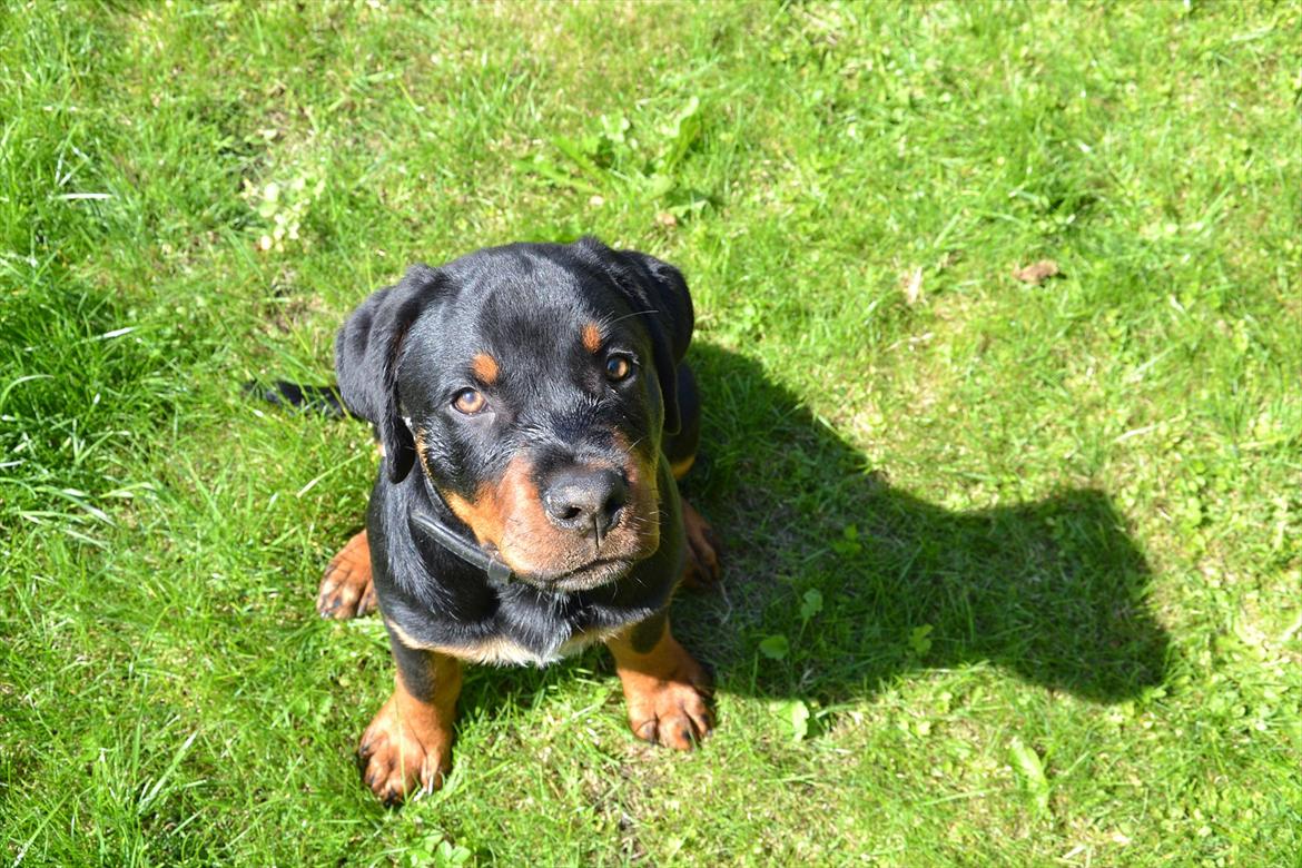 Rottweiler Barney billede 9