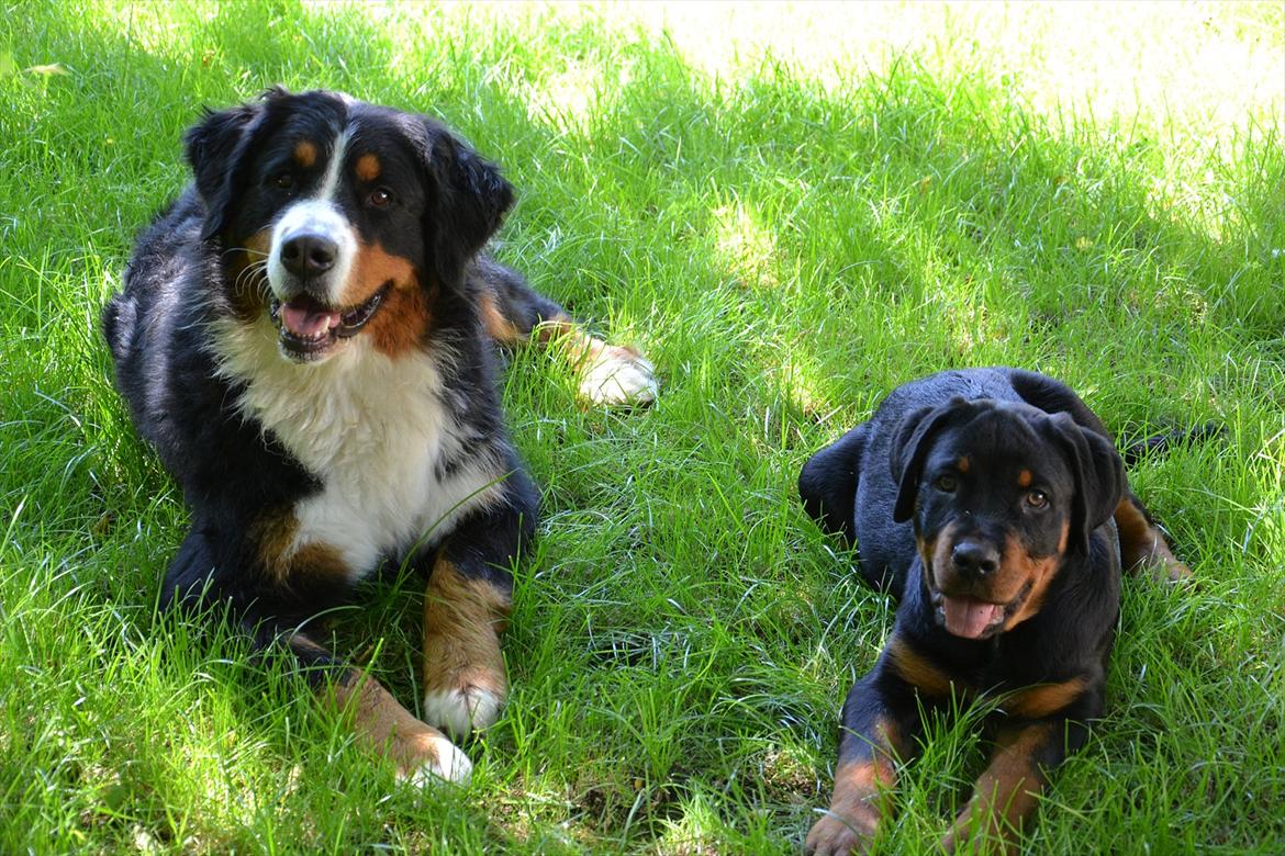 Rottweiler Barney - Sofie og Barney..  billede 10