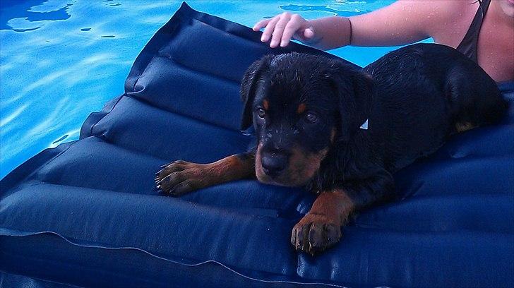 Rottweiler Barney - Han svømmede selv op på madrassen...  billede 11