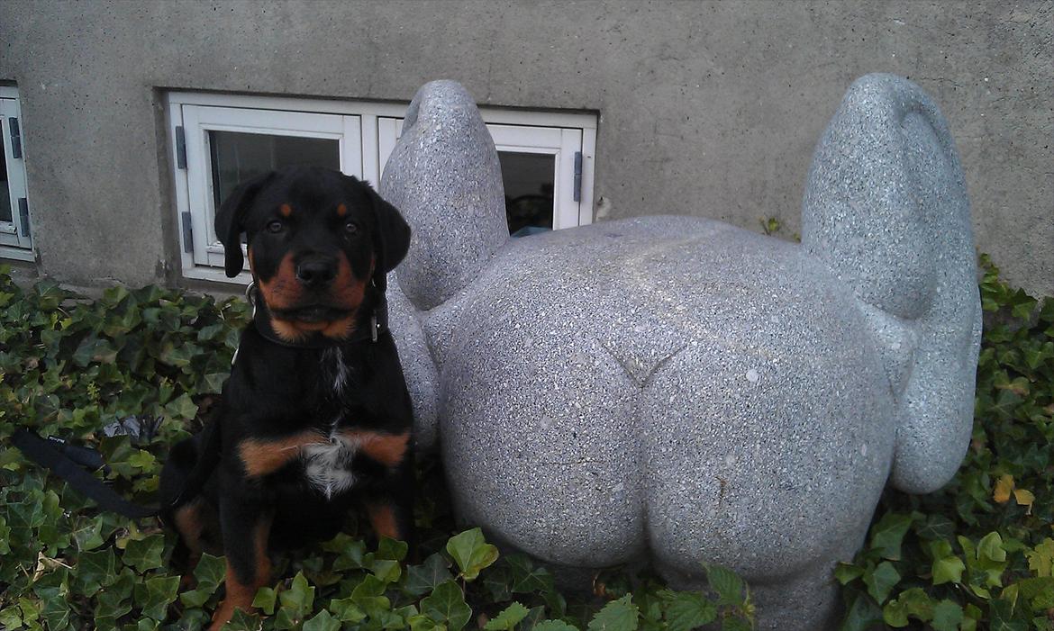 Rottweiler Barney - Barney og "en røv med øre" billede 12