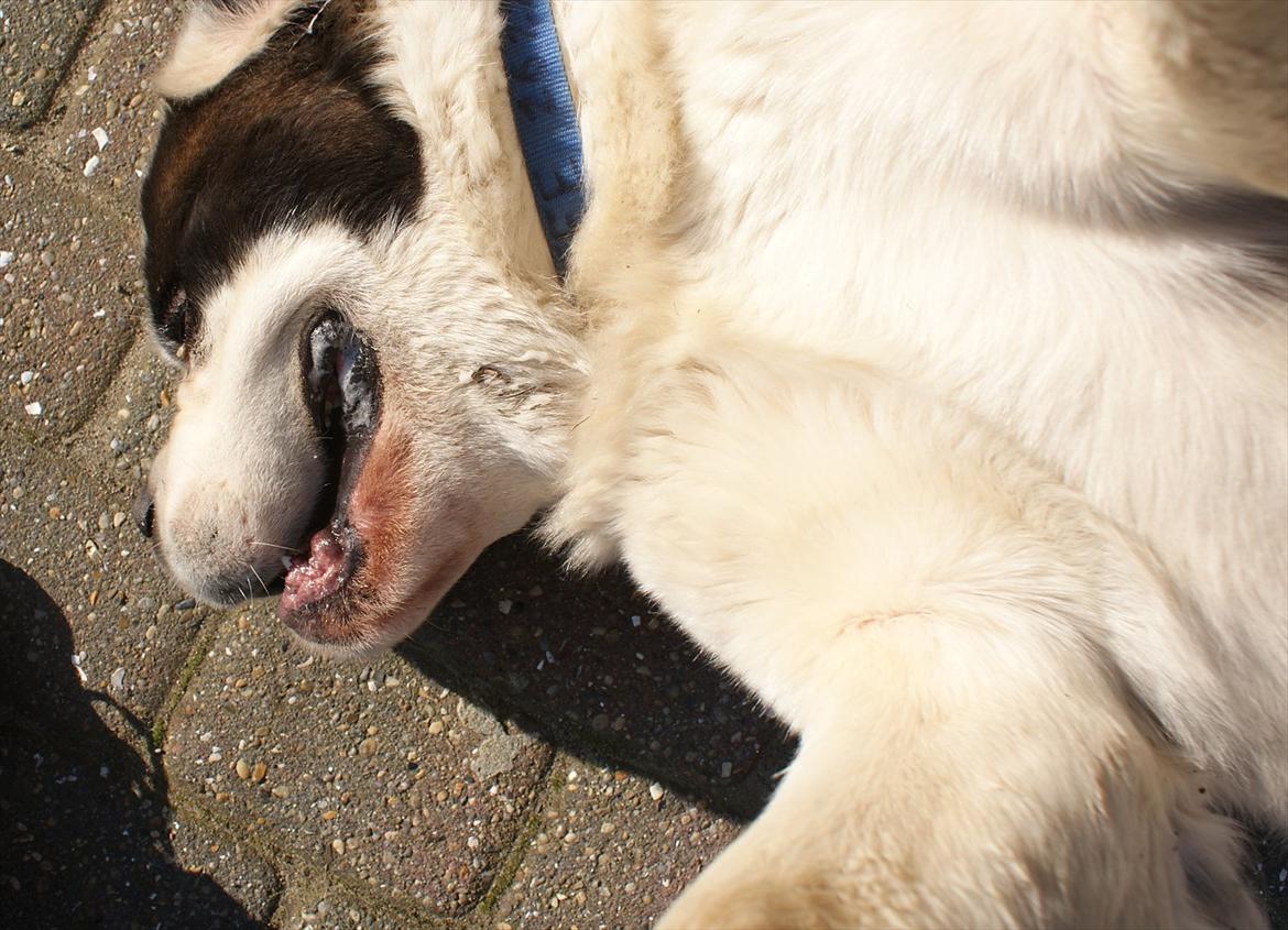 Sankt bernhardshund Muffe (Solgt) - En evigglad hund. billede 10
