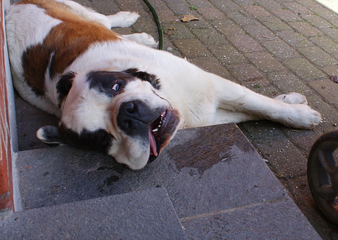 Sankt bernhardshund Muffe (Solgt) - Godt dørtrappen kan bruges som hovedpude. billede 11