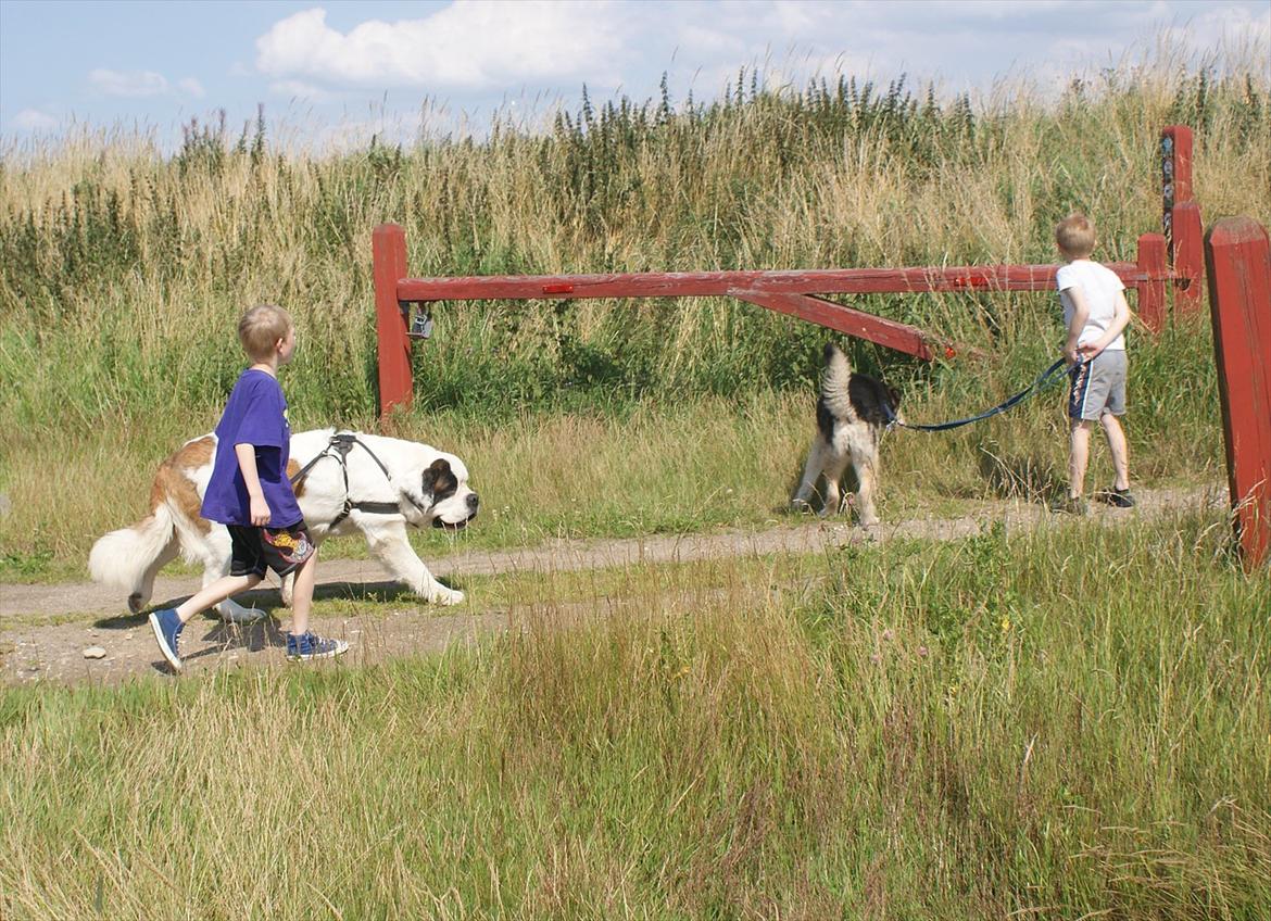 Sankt bernhardshund Muffe (Solgt) - På tur i Skjern Enge. billede 12