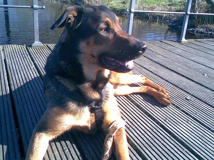 Blanding af racer Zar (Zarzi)<3 - Mors Hund! billede 5