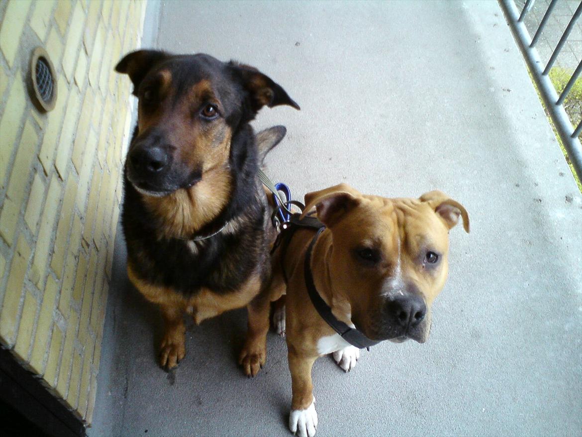 Blanding af racer Zar (Zarzi)<3 - Zar og Ghetto billede 7