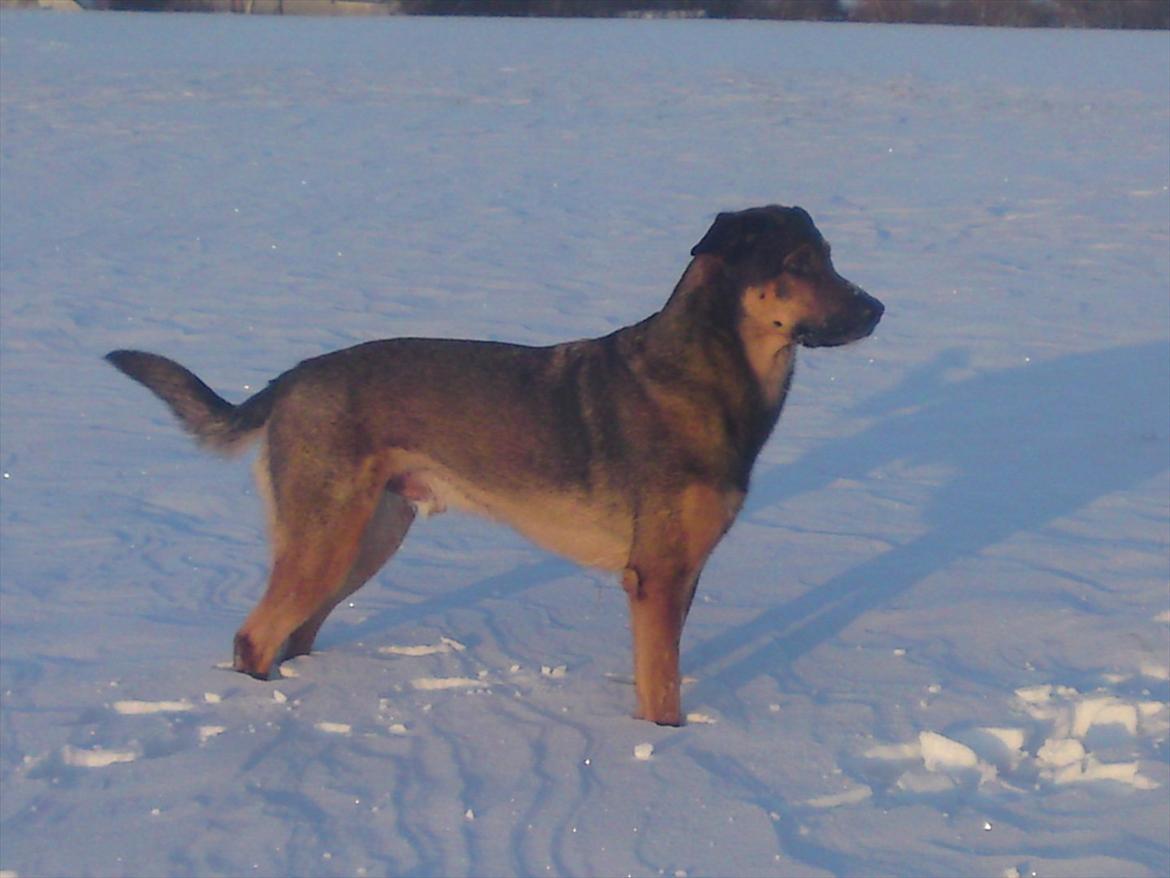 Blanding af racer Zar (Zarzi)<3 - Sne til knæne! billede 8