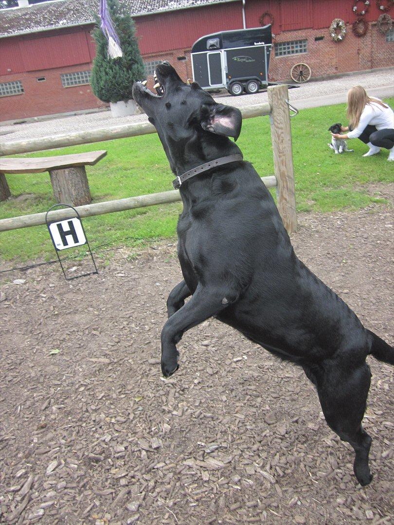 Labrador retriever Zenta<3 billede 1