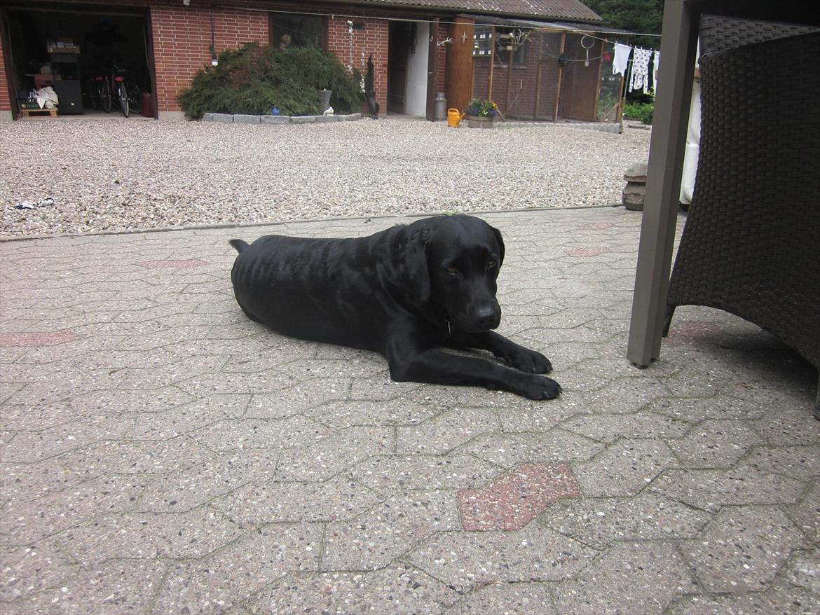 Labrador retriever Zenta<3 billede 2