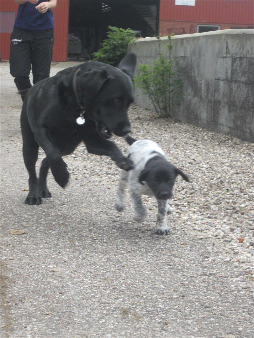 Labrador retriever Zenta<3 billede 3