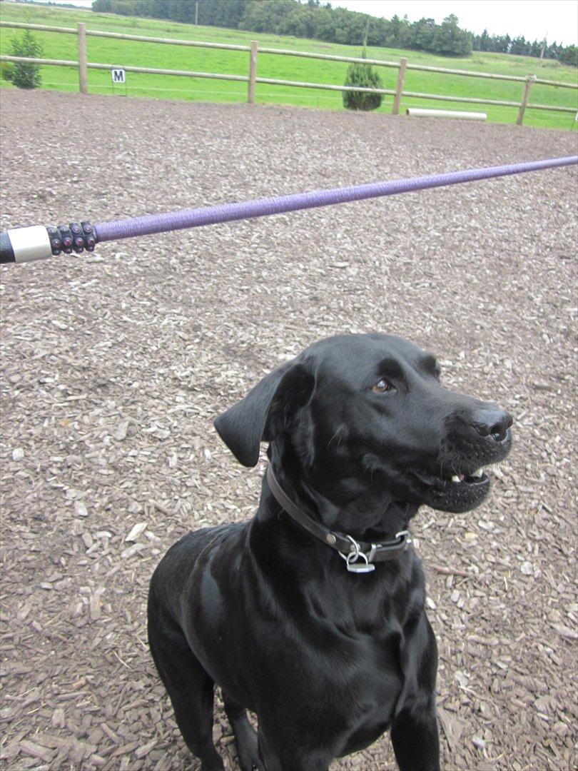 Labrador retriever Zenta<3 billede 4