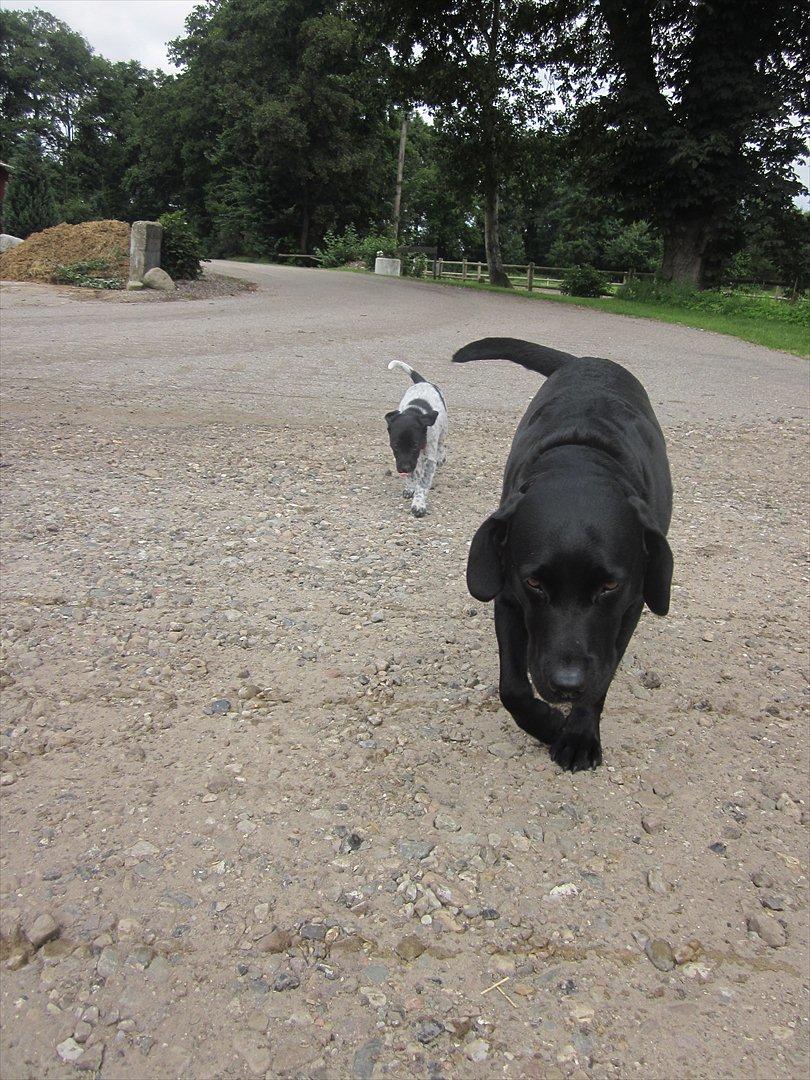 Labrador retriever Zenta<3 billede 5