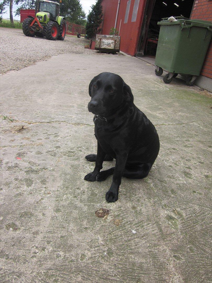 Labrador retriever Zenta<3 billede 6