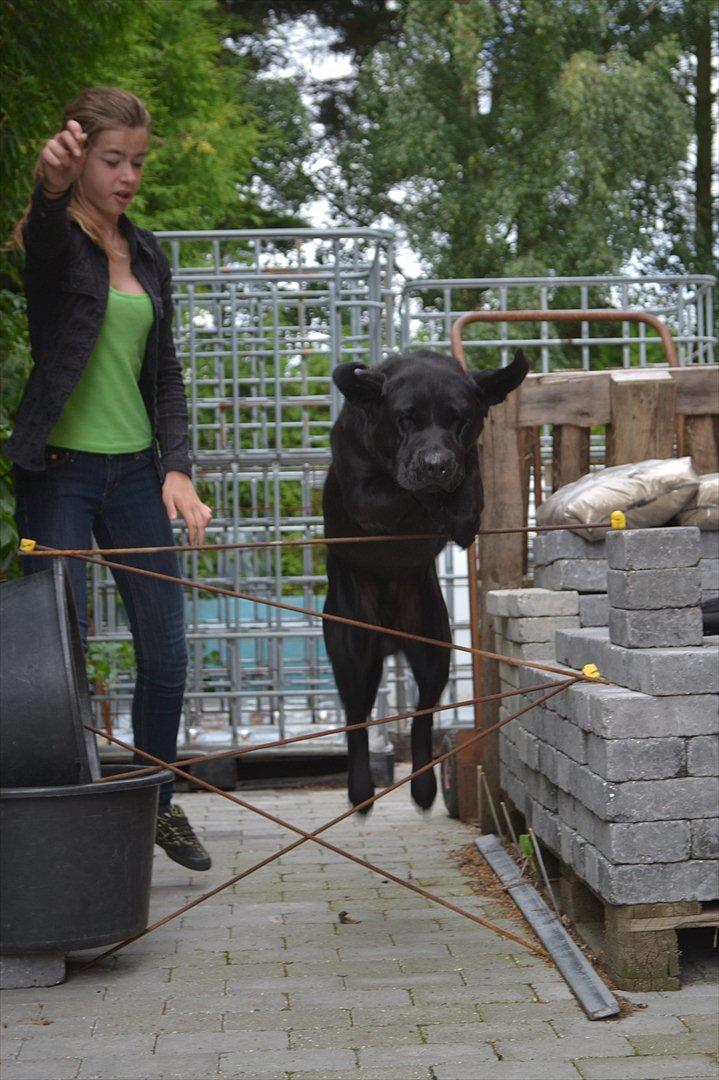Labrador retriever Athos RIP - 78 cm! SYG HUND JEG HAR! 13 cm over egen højde! se billede 2 hvor han står bag springet! :) Billede 3 er hans forrige rekord! billede 3