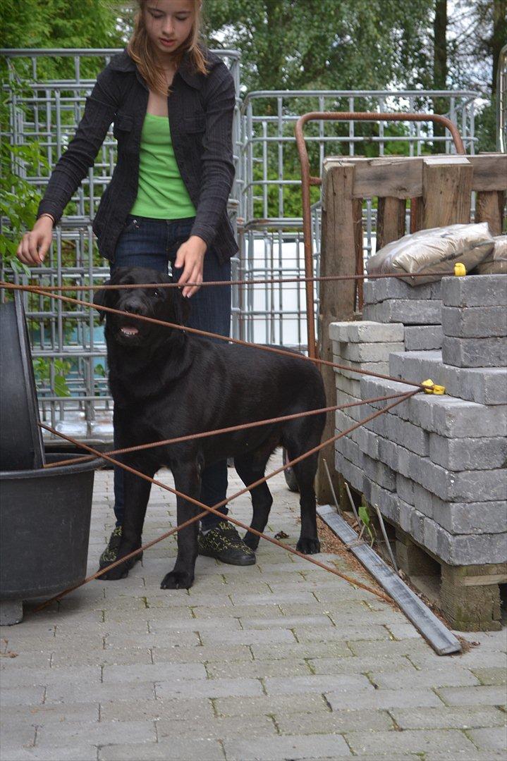 Labrador retriever Athos RIP billede 4