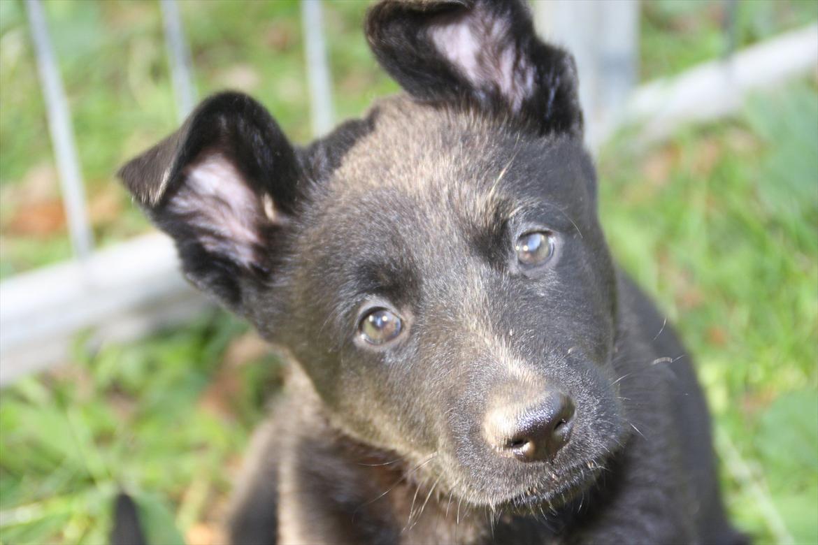 Schæferhund Team Kenzally Cesna - Hej med dig jeg hedder Cesna billede 1