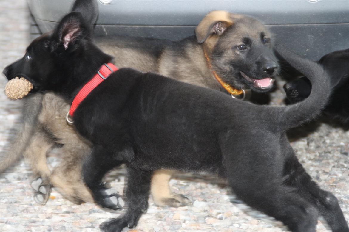 Schæferhund Team Kenzally Cesna - ha' jeg har lige stjålet den, og nu  er jeg smuttet billede 2