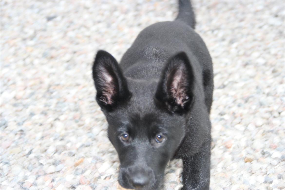 Schæferhund Team Kenzally Cesna billede 3
