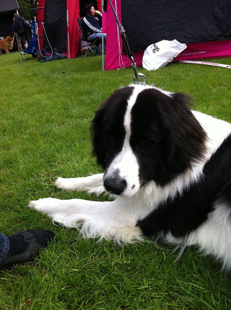 Landseer Gaia billede 12