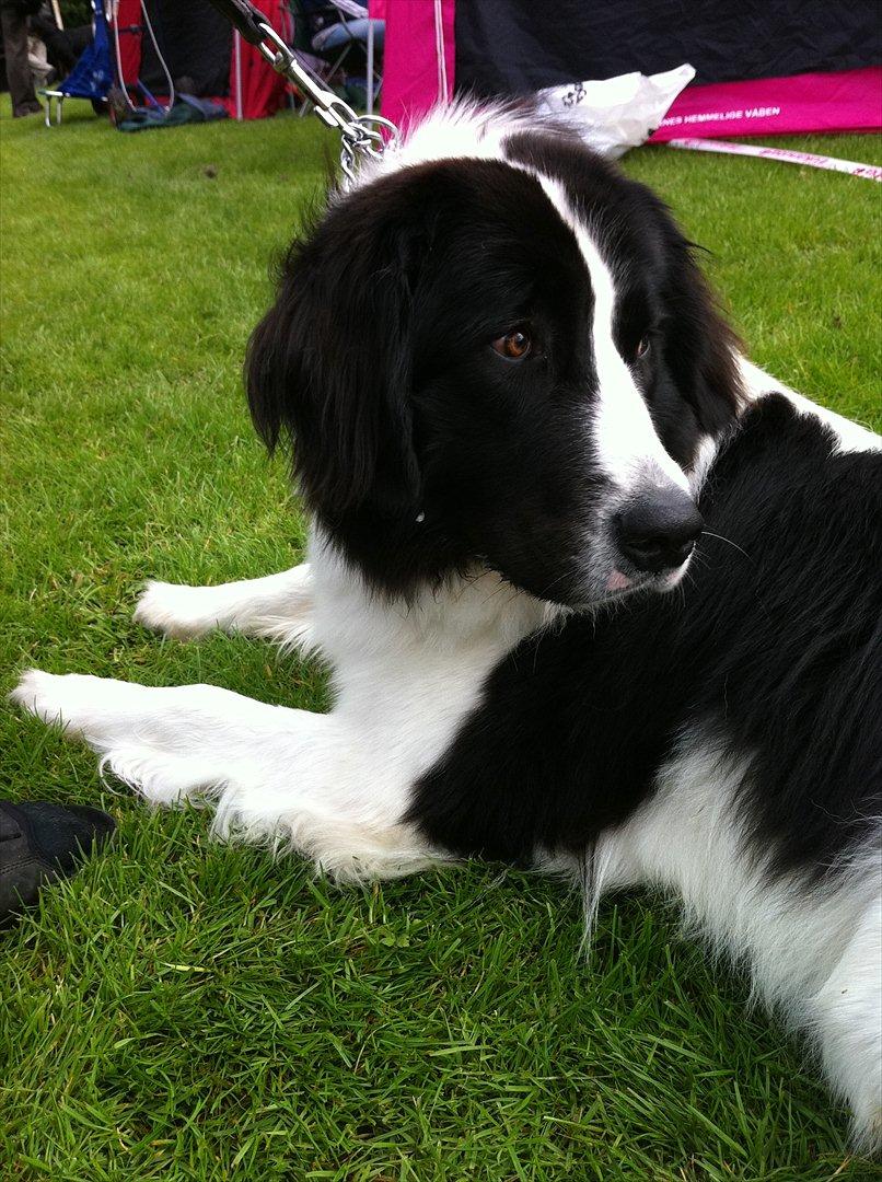 Landseer Gaia billede 13