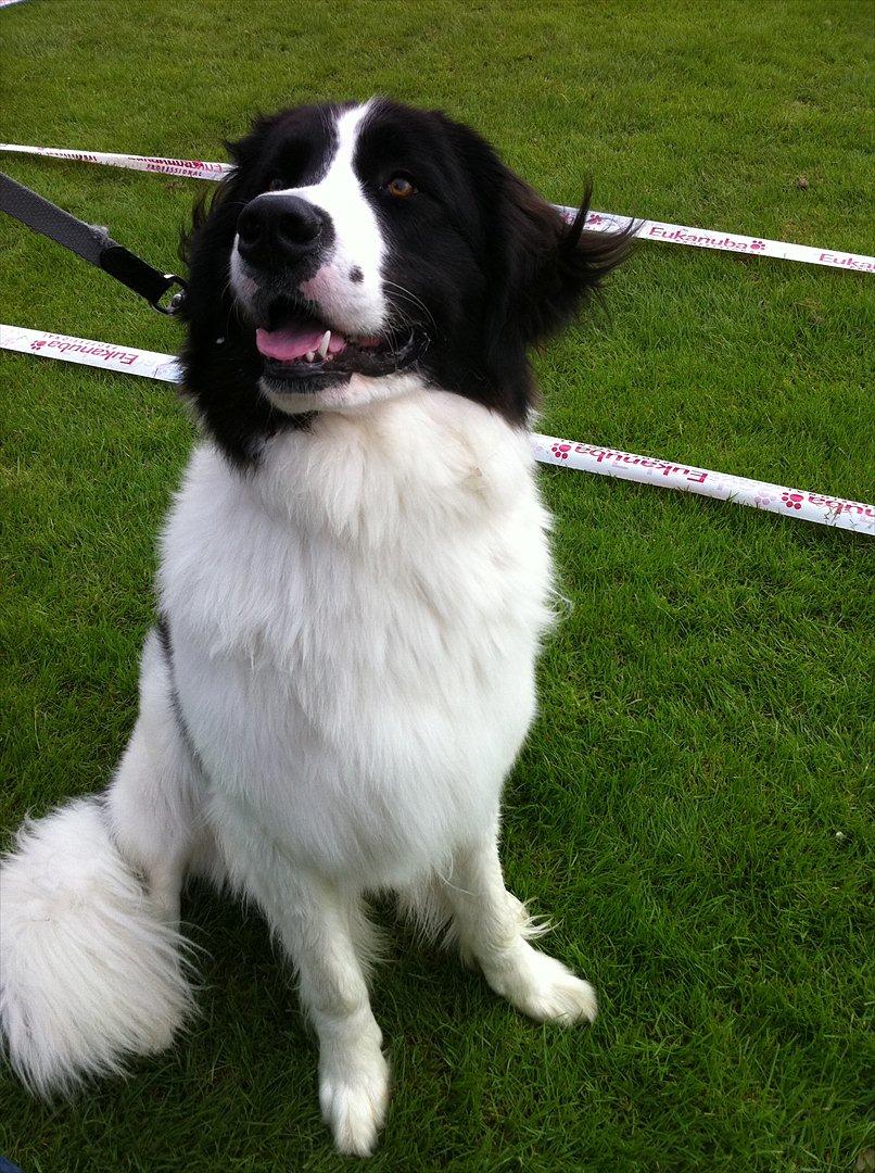 Landseer Gaia billede 14