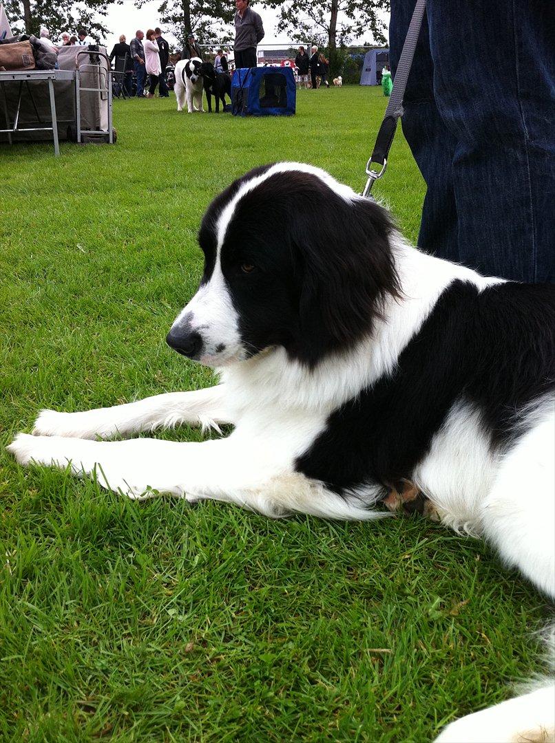 Landseer Gaia billede 15